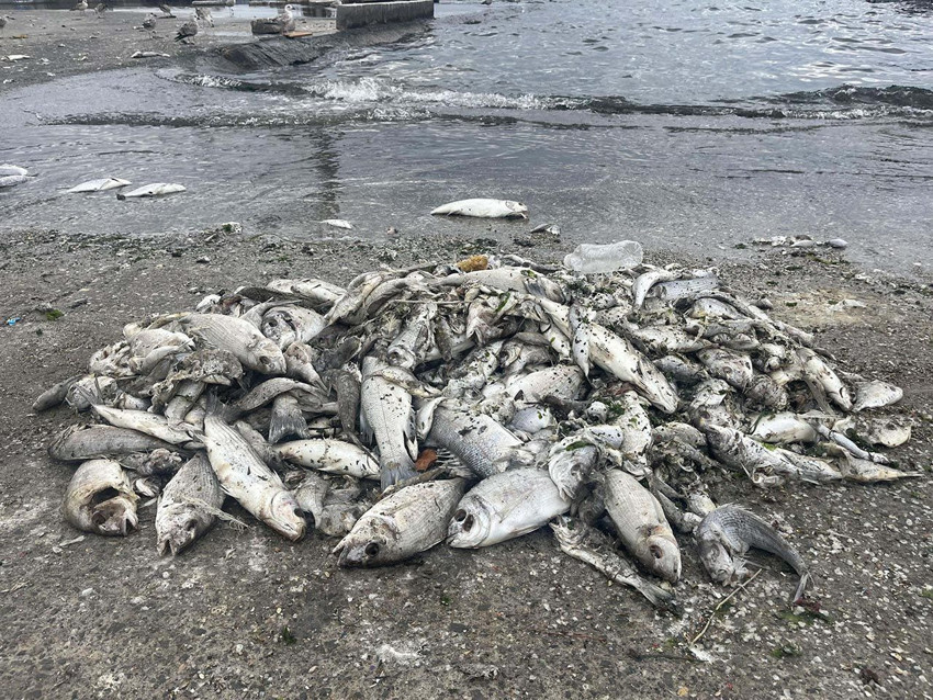 Uzman isimden İzmir Körfezi'nde yeni felaket uyarısı - Resim: 3