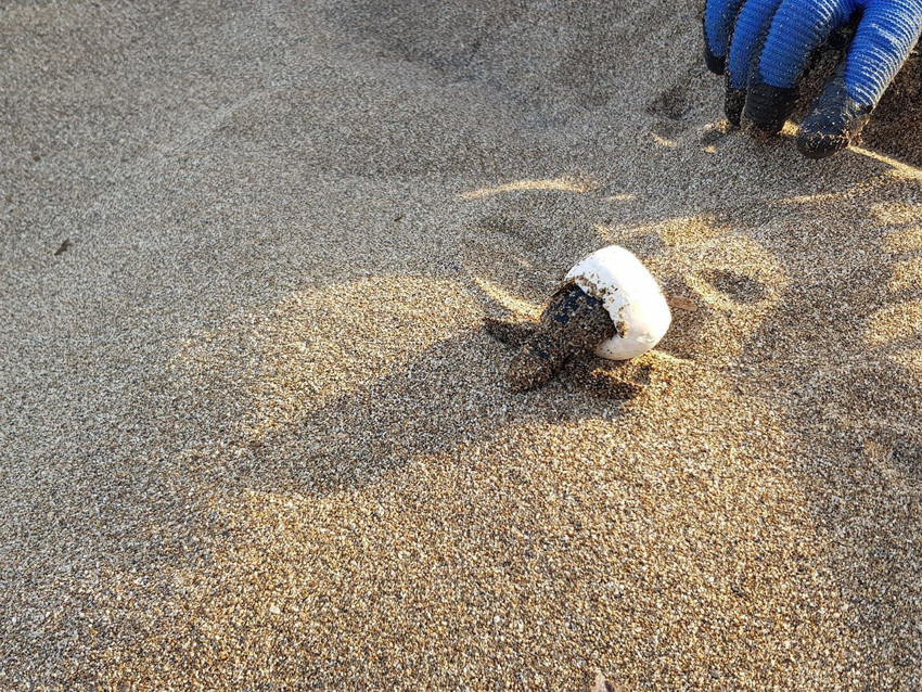 Turizm cennetinde caretta carettalar için hayati nöbet başladı - Resim: 3