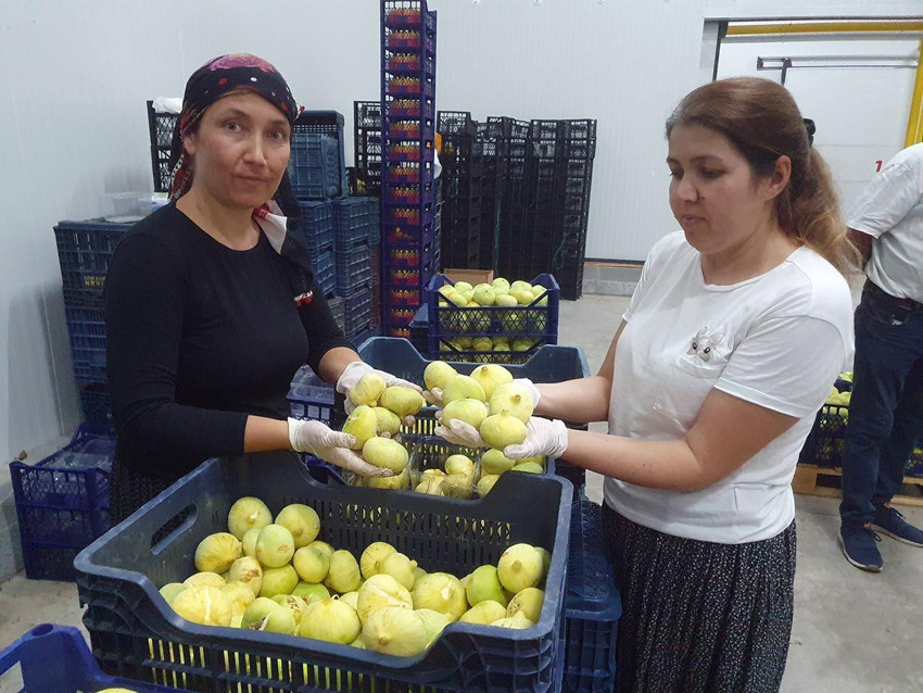 Mersin'in ''beyaz altını'' tanesi 20 TL'den yurt dışına satılıyor - Resim: 1