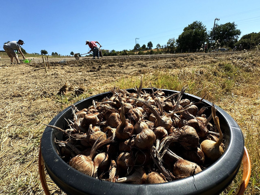 Bir kilosu tam yarım milyon TL olan Dünyanın en pahalı baharatı, Türkiye'de toprakla buluştu - Resim: 1