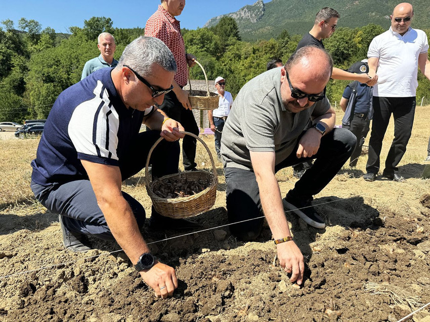 Bir kilosu tam yarım milyon TL olan Dünyanın en pahalı baharatı, Türkiye'de toprakla buluştu - Resim: 2