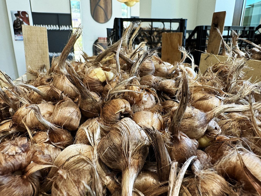 Bir kilosu tam yarım milyon TL olan Dünyanın en pahalı baharatı, Türkiye'de toprakla buluştu - Resim: 4