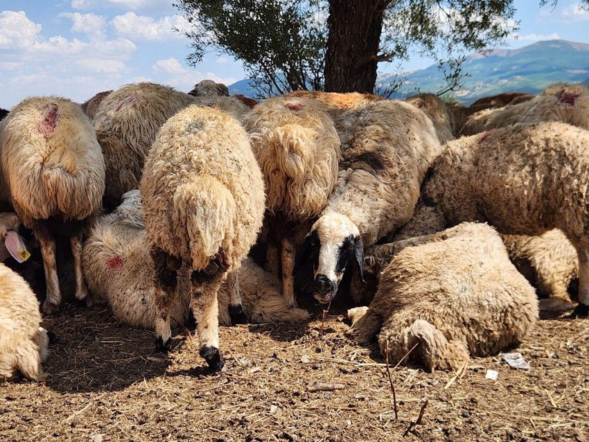 Ayda 130 bin TL maaş ödemeye hazırlar ama çalışacak eleman yok - Resim: 3