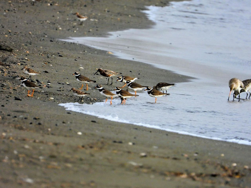 Türkiye'nin en renkli göçmenlerine ev sahibi yapan cennetinde renk cümbüşü - Resim: 2