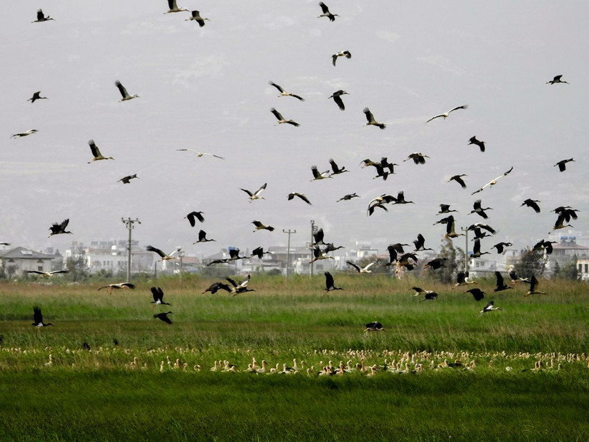 Türkiye'nin en renkli göçmenlerine ev sahibi yapan cennetinde renk cümbüşü - Resim: 1