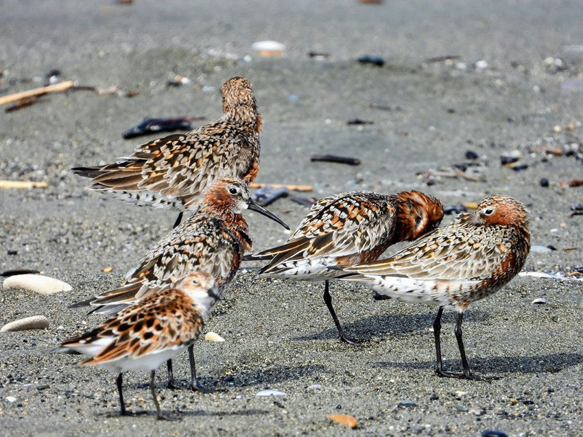 Türkiye'nin en renkli göçmenlerine ev sahibi yapan cennetinde renk cümbüşü - Resim: 3