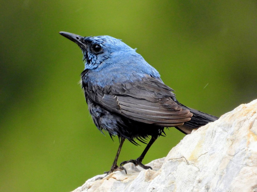 Türkiye'nin en renkli göçmenlerine ev sahibi yapan cennetinde renk cümbüşü - Resim: 4