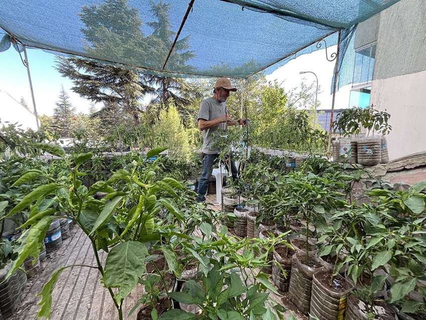 18 metrekarelik terasını tarlaya dönüştürdü, gören gözlerine inanamıyor - Resim: 2