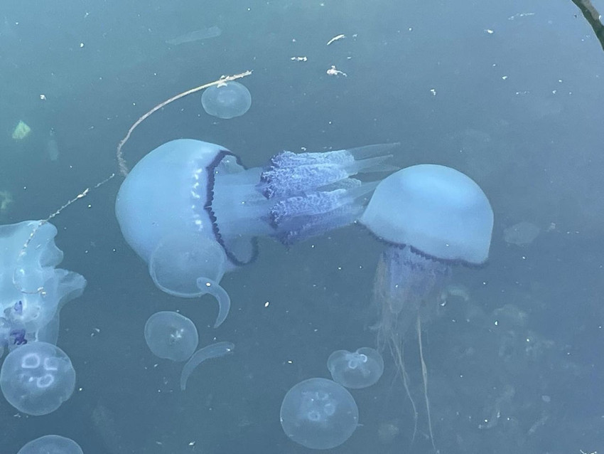 Denizlerimizdeki mide bulandıran salya istilası yeniden başladı - Resim: 1