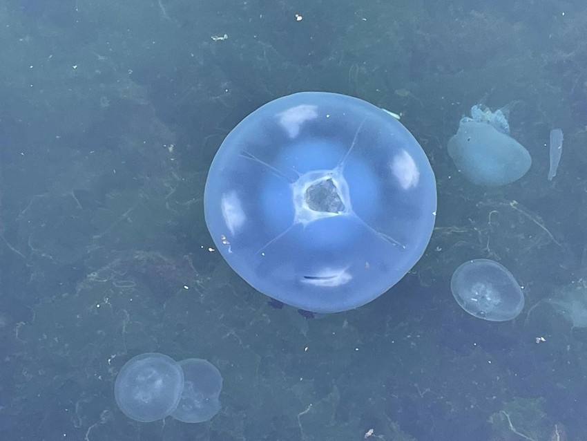 Denizlerimizdeki mide bulandıran salya istilası yeniden başladı - Resim: 2