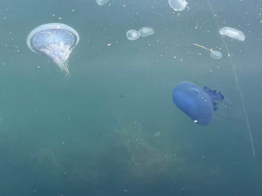Denizlerimizdeki mide bulandıran salya istilası yeniden başladı - Resim: 3