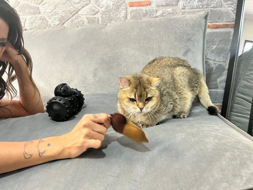 Ankaralı kedi Artas'ın sağlık sorunu ve uygulanan tedavi ''yok artık'' dedirtti! - Resim: 1