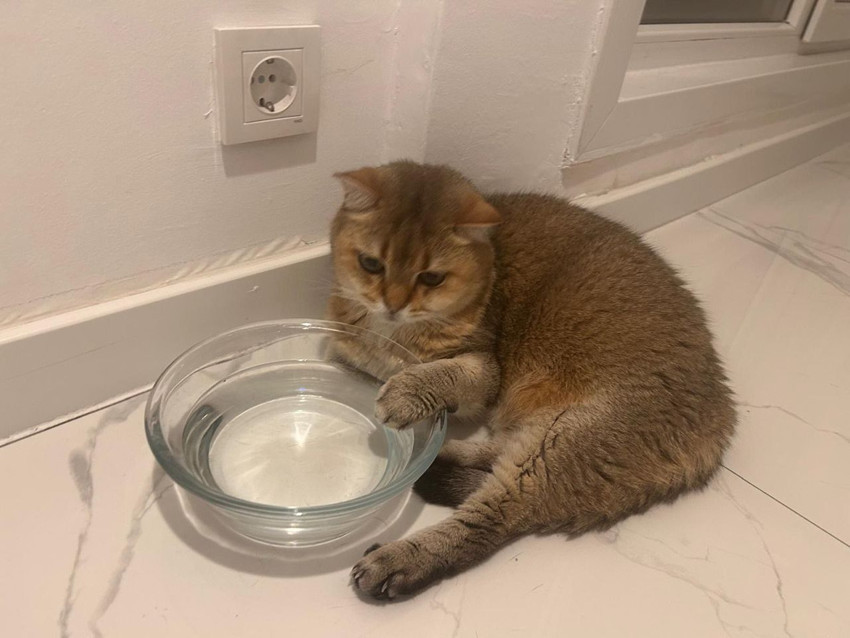 Ankaralı kedi Artas'ın sağlık sorunu ve uygulanan tedavi ''yok artık'' dedirtti! - Resim: 3