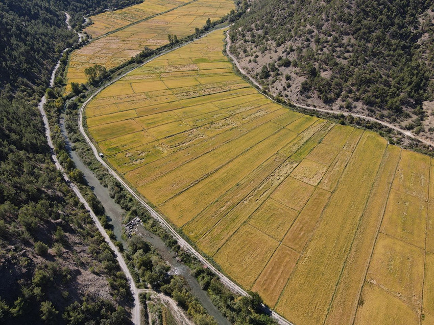 220 dekarlık milli servet boş boş duruyordu... Müjdeli haber geldi - Resim: 3