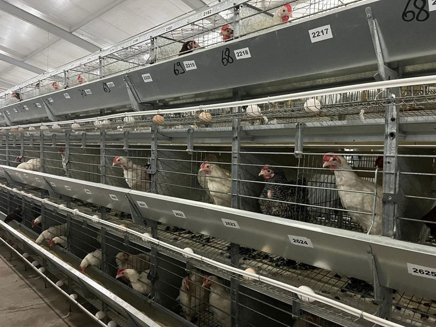 Yapay zeka şimdi de yumurtacı civciv üretimine karıştı - Resim: 4