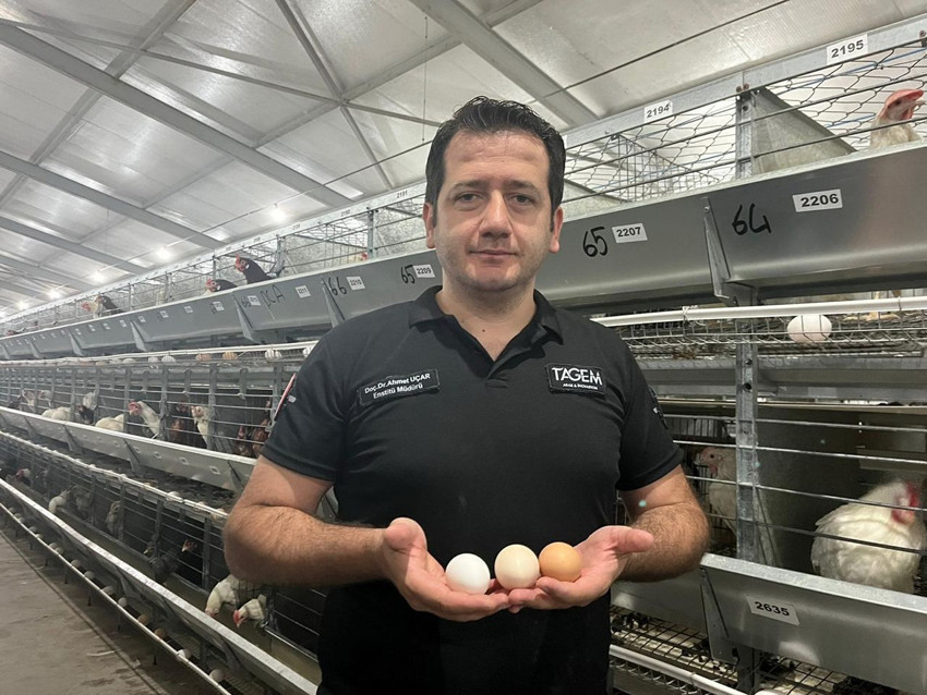 Yapay zeka şimdi de yumurtacı civciv üretimine karıştı - Resim: 1