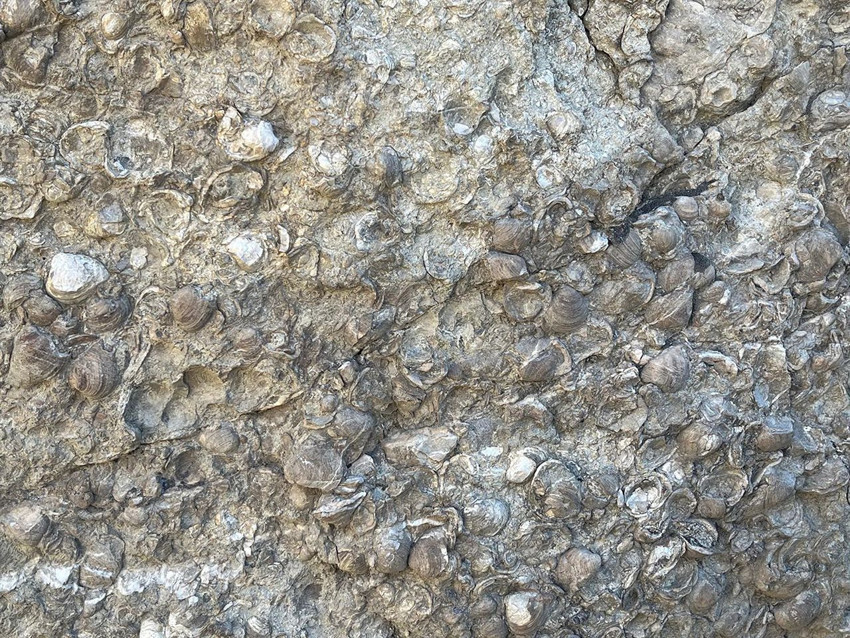 Denizi olmayan Erzurum'da 200 milyon yıllık deniz fosilleri bulundu - Resim: 4