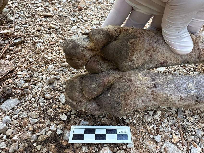 Anadolu'nun gizemli yırtıcısı çizgili sırtlan sanmışlardı, kurt çıktı - Resim: 2