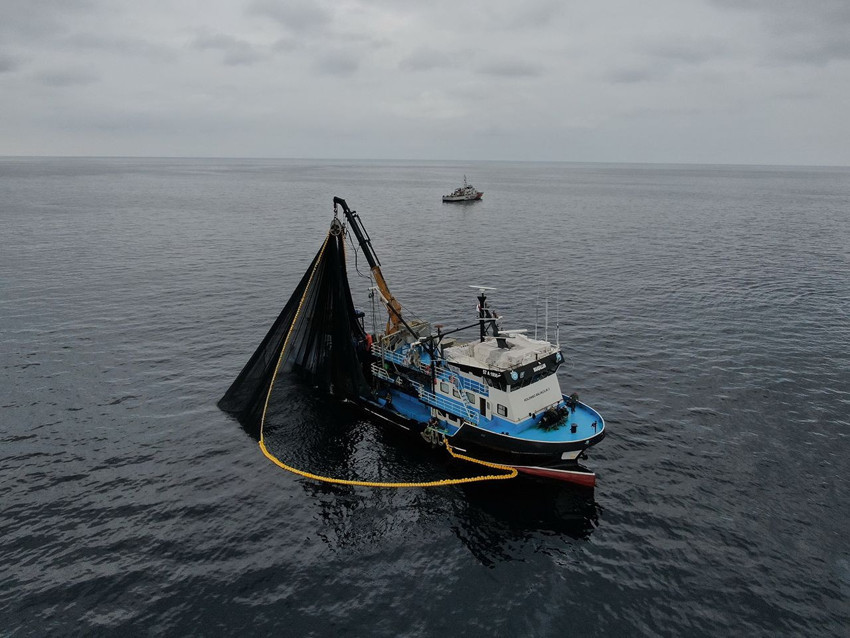 Karadeniz'in, Marmara'nın yüzen altını hamsiden de kötü haber geldi... - Resim: 3