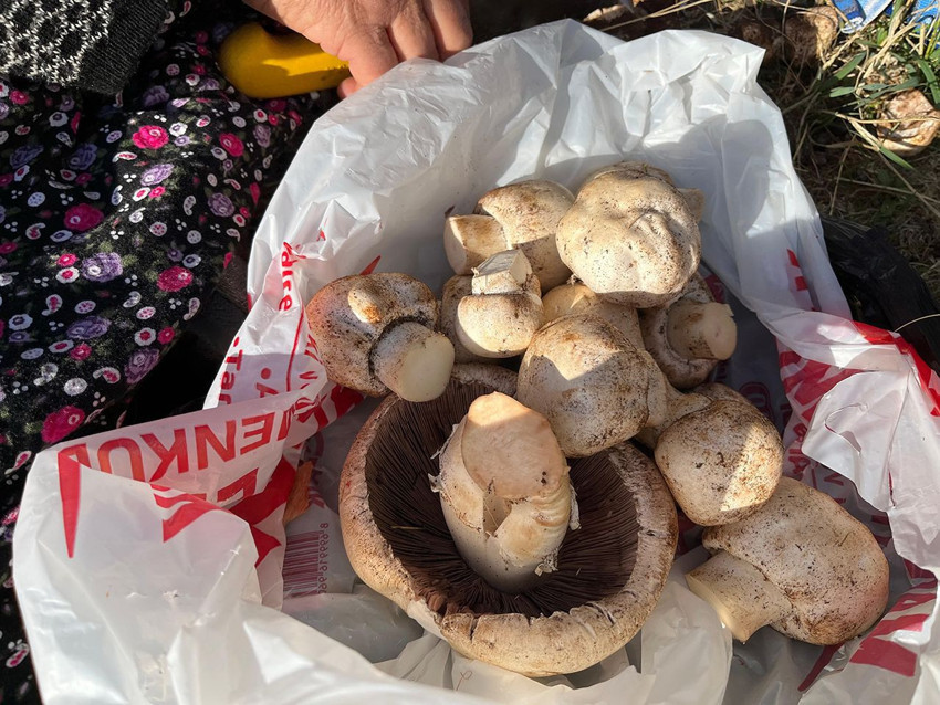 Doğanın içerisinde şifa kayanğı lezzet için iz sürme sezonu başladı - Resim: 2