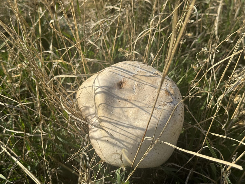 Doğanın içerisinde şifa kayanğı lezzet için iz sürme sezonu başladı - Resim: 4