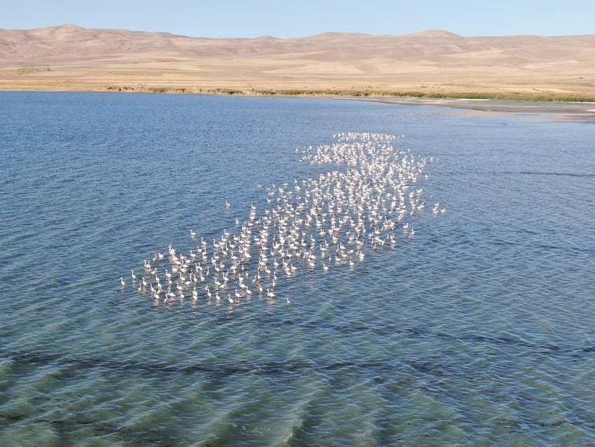 Türkiye'nin en büyük gölü zarif konuklarıyla renklendi - Resim: 1