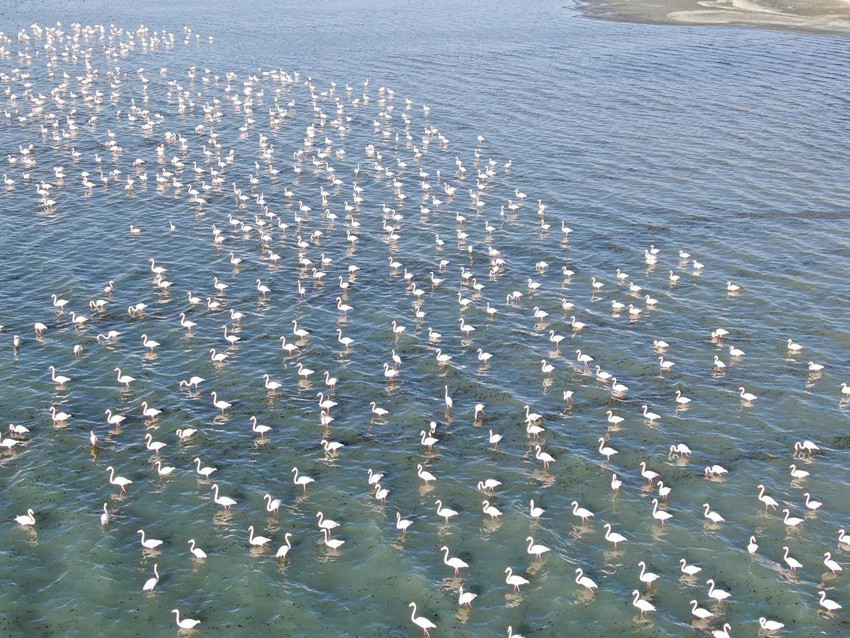 Türkiye'nin en büyük gölü zarif konuklarıyla renklendi - Resim: 2