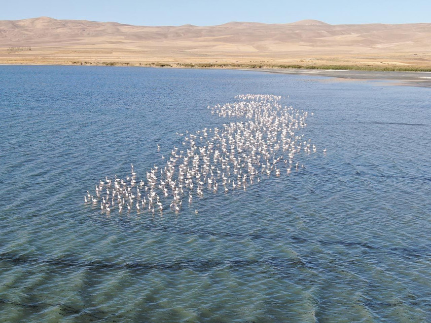 Türkiye'nin en büyük gölü zarif konuklarıyla renklendi - Resim: 3