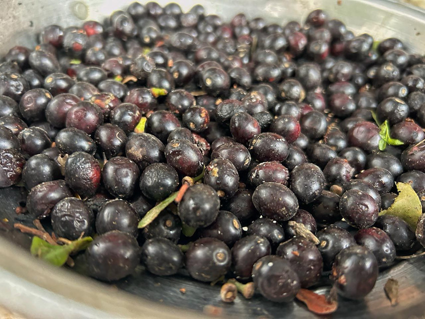 Hatay'ın gizli hazinesi: Litresi bin liraya kadar yükseldi! - Resim: 3