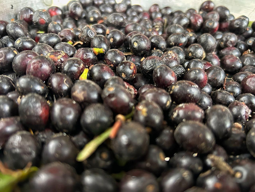 Hatay'ın gizli hazinesi: Litresi bin liraya kadar yükseldi! - Resim: 2