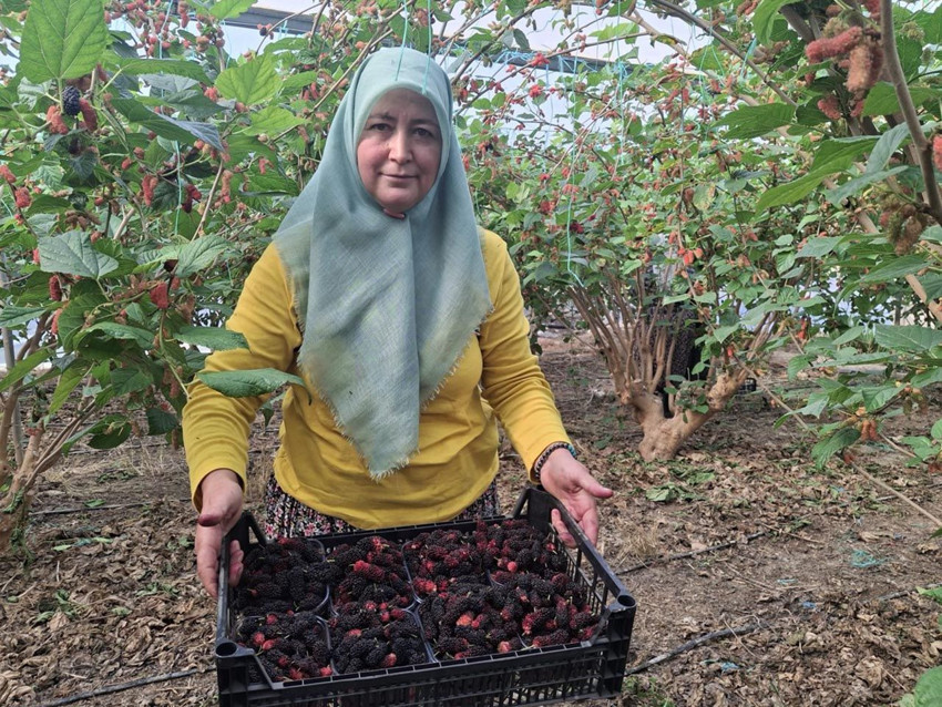 Yüzde 100 organik! Mersin'de yetişiyor; Dubai, Katar ve Irak'a ihraç ediliyor - Resim: 1