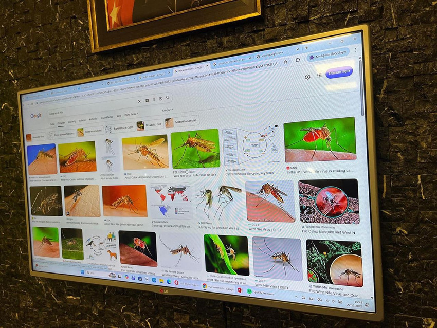 Yeni kabusumuz bu istilacılar olacak: İklim değişikliği yüzünden Türkiye'ye akın ettiler - Resim: 2