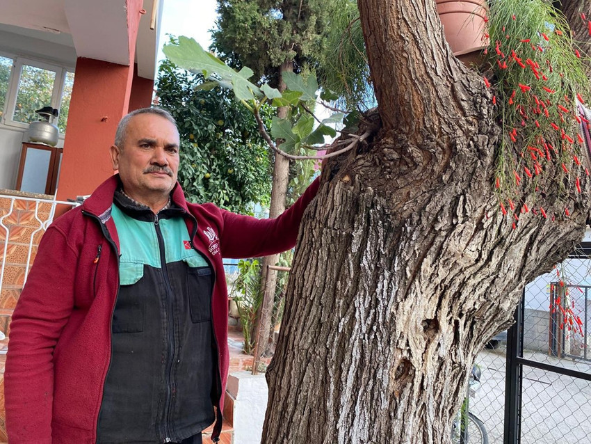 Ağacın gövdesinden çıkan minik sürpriz görenleri şaşırttı: Hem dut hem incir veriyor - Resim: 3