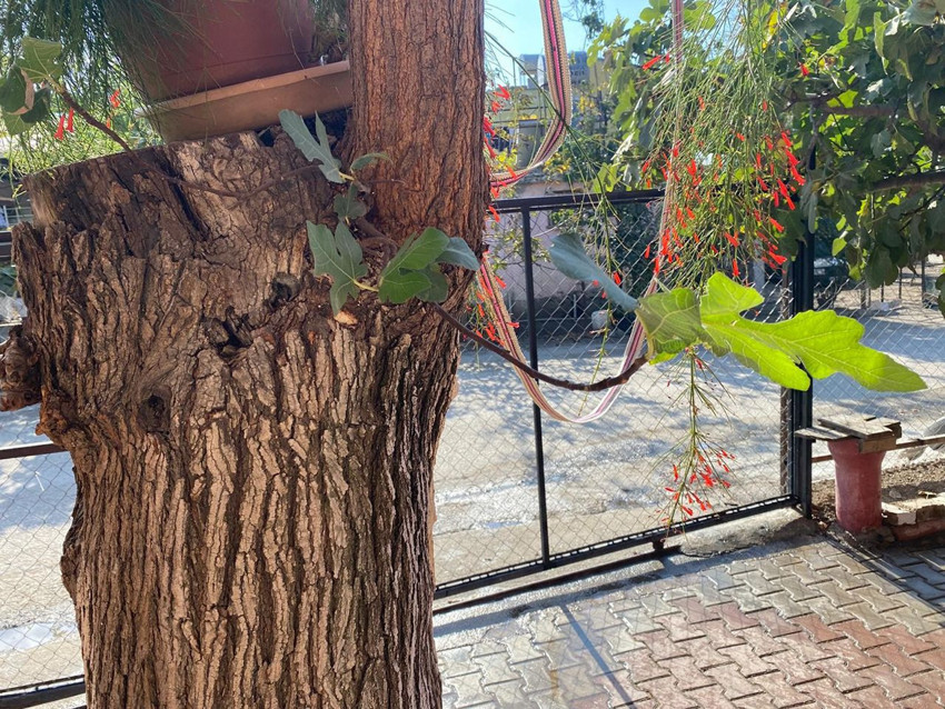 Ağacın gövdesinden çıkan minik sürpriz görenleri şaşırttı: Hem dut hem incir veriyor - Resim: 4