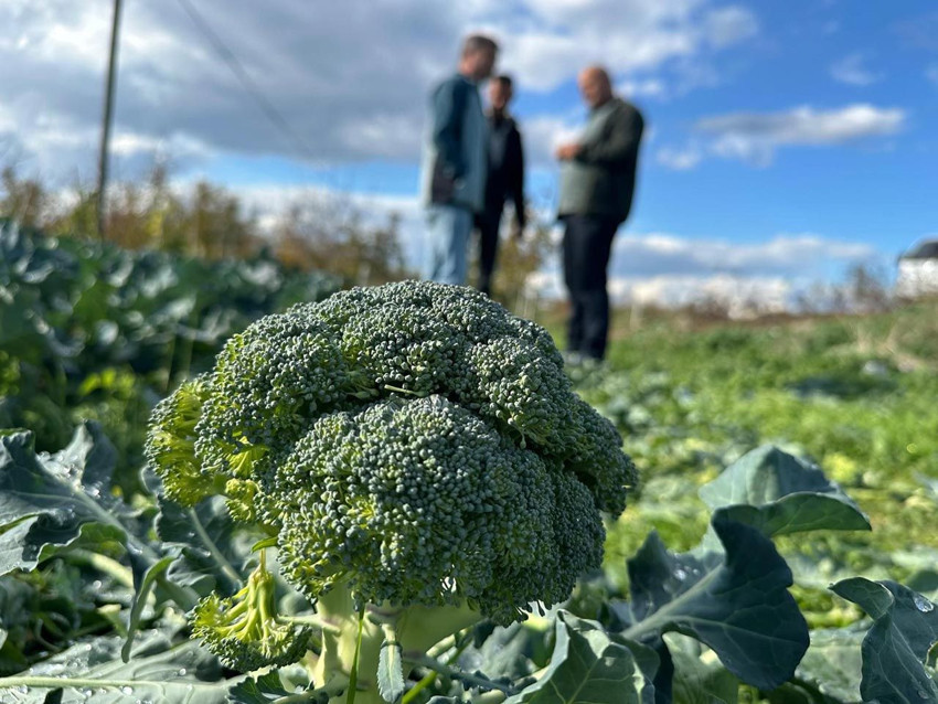 Fiyatı tarlada 10 TL'ye düşen şifa deposu brokoli pazarda 70 TL! - Resim: 2