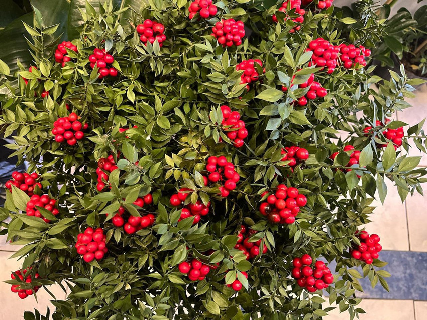 Türkiye'nin ''olmayan'' çiçeğini ormanlardan toplayıp yüzlerce TL'ye satıyorlar - Resim: 3