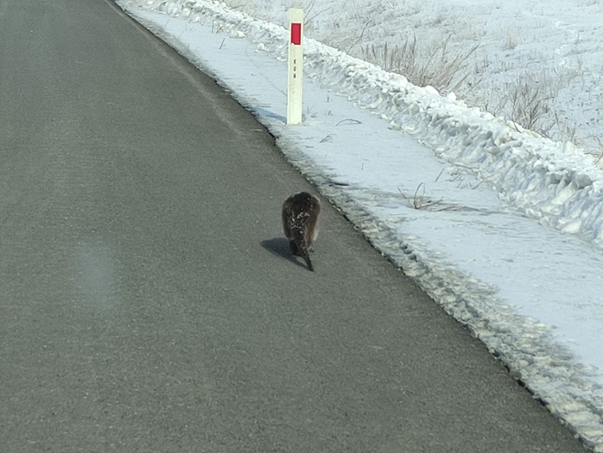 Türkiye'nin nesli tehlike altındaki sevimli canlısı öyle bir yerde görüldü ki... - Resim: 2