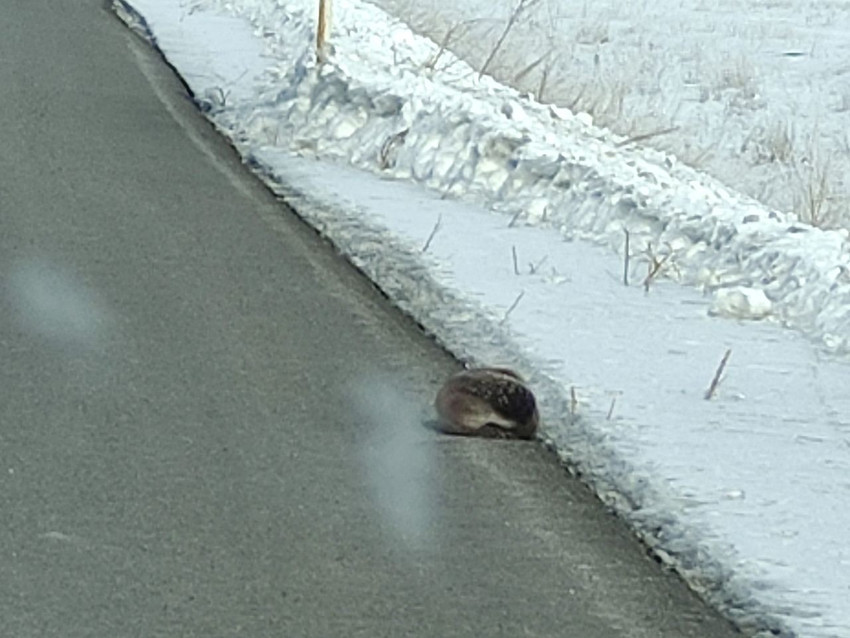 Türkiye'nin nesli tehlike altındaki sevimli canlısı öyle bir yerde görüldü ki... - Resim: 3