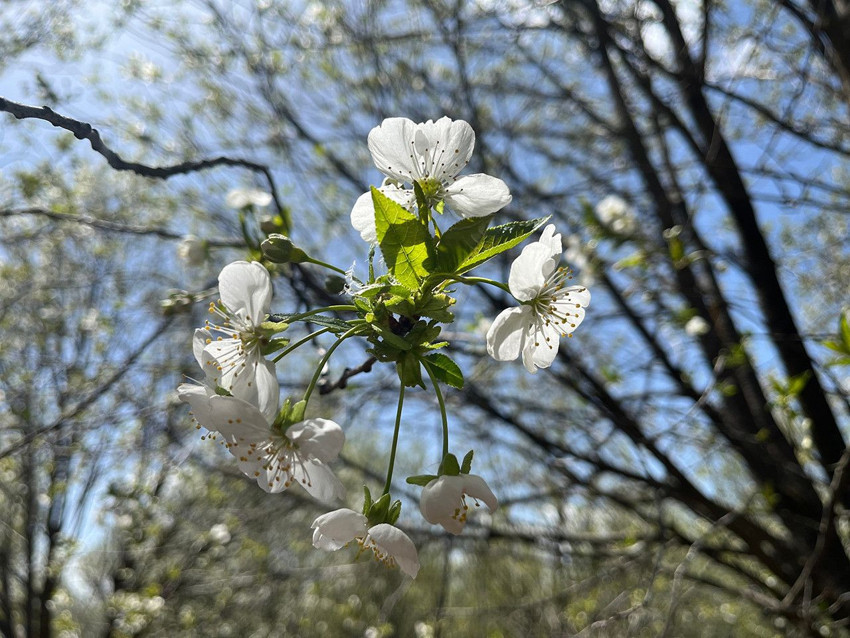 Hafta sonu hava durumu değişiyor: Sıcaklık artıyor ama sağanak yağış kapıda! Güneşe aldanmayın - Resim: 2