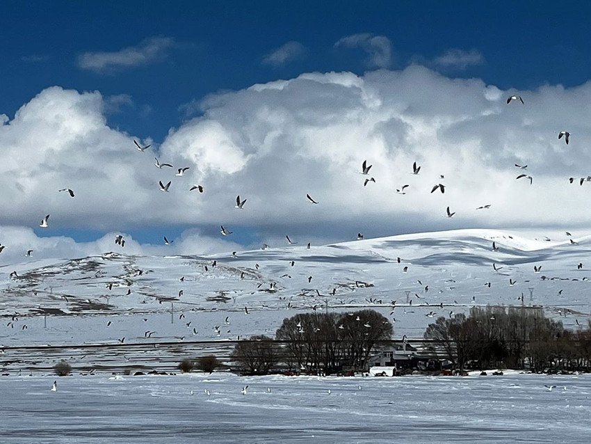 Türkiye'nin buz tutan eşsiz güzelliğinden ilginç görüntü: Gölün sahipleri döndü ama su yok, buz var! - Resim: 3