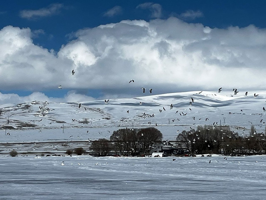 Türkiye'nin buz tutan eşsiz güzelliğinden ilginç görüntü: Gölün sahipleri döndü ama su yok, buz var! - Resim: 4