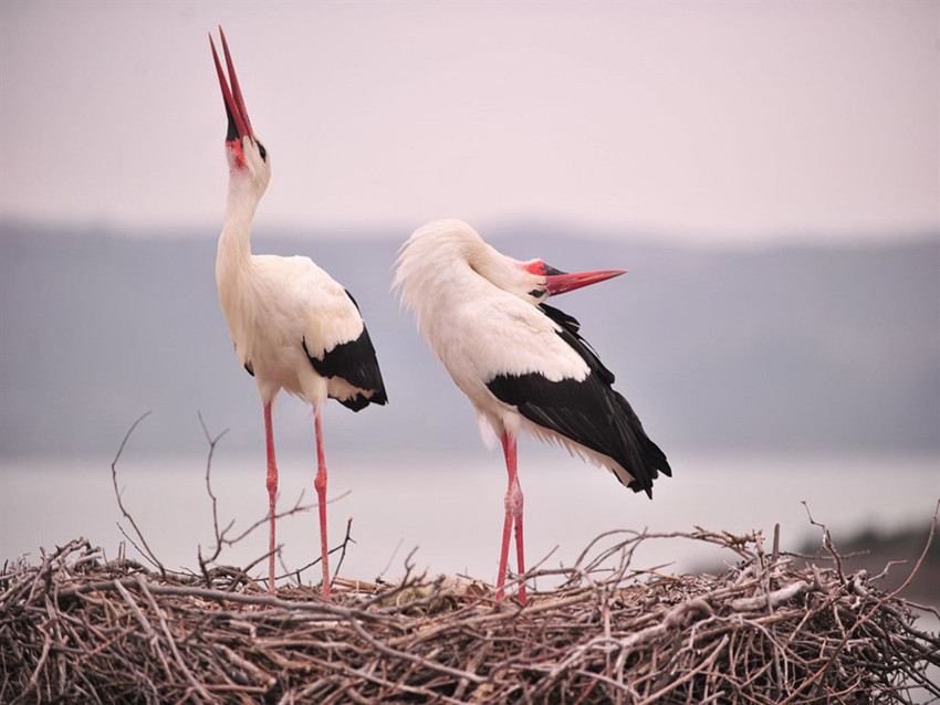 Türkiye onları bekliyordu... Eşi Nazlı geldi, gözler şimdi Yaren leylekte... - Resim: 3