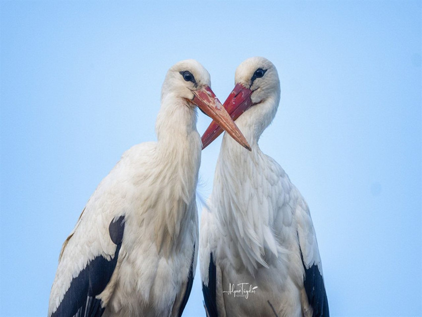 Türkiye onları bekliyordu... Eşi Nazlı geldi, gözler şimdi Yaren leylekte... - Resim: 4