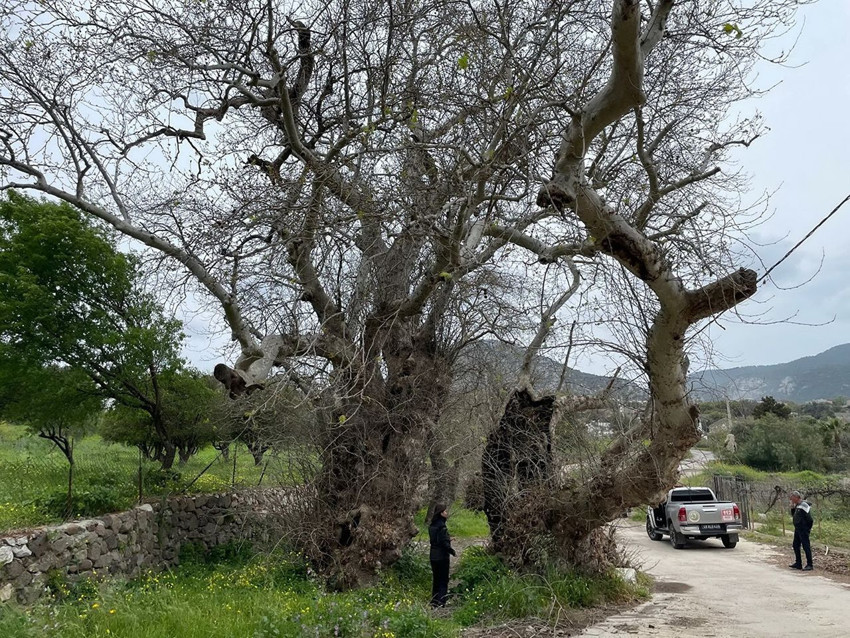 Bodrum'da doğada yapılan yürüyüşte tesadüfen doğanın bir devi keşfedildi: Tam 19 metre çapında - Resim: 2