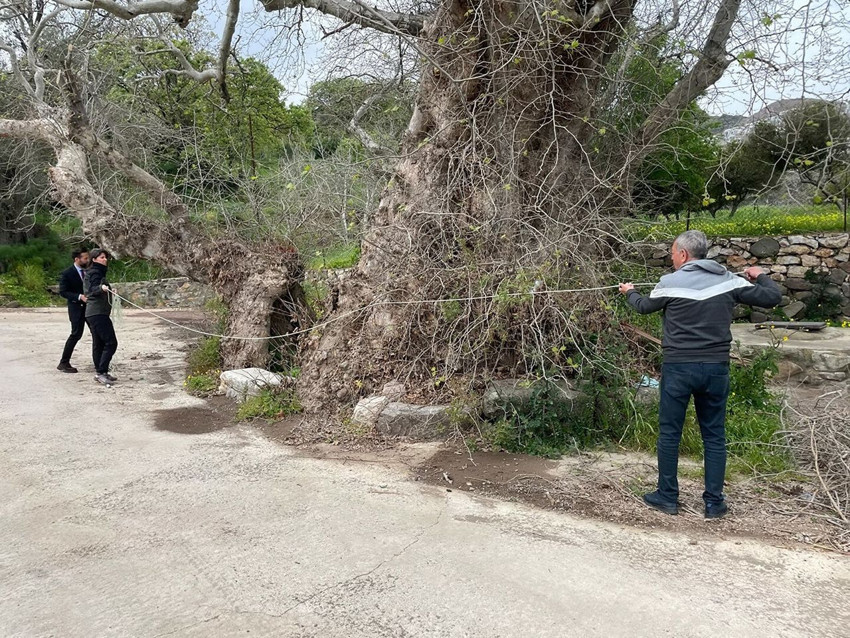 Bodrum'da doğada yapılan yürüyüşte tesadüfen doğanın bir devi keşfedildi: Tam 19 metre çapında - Resim: 3