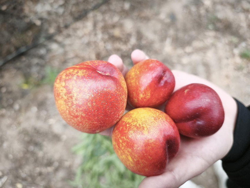 Türkiye'nin naranciye deposunda hasat zamanı: Kilosu 500 TL'den satılıyor - Resim: 2