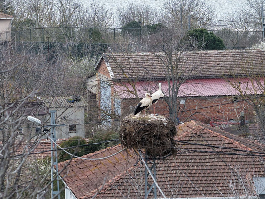 Türkiye'nin aylardır 4 gözle beklediği Afrikalı sevimli göçmenleri sonunda geldi - Resim: 2