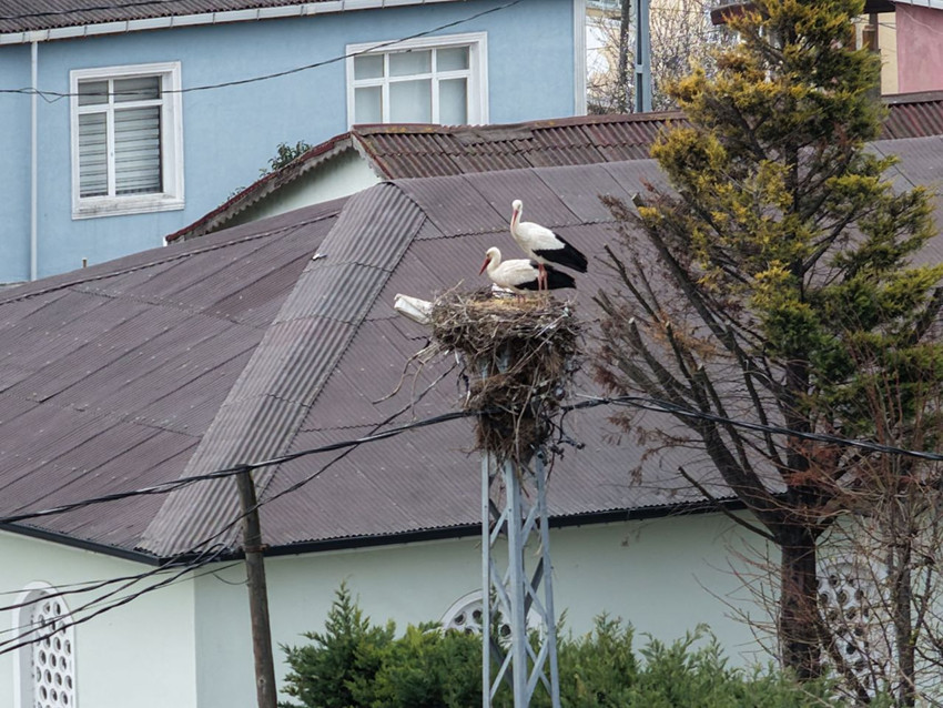 Türkiye'nin aylardır 4 gözle beklediği Afrikalı sevimli göçmenleri sonunda geldi - Resim: 4