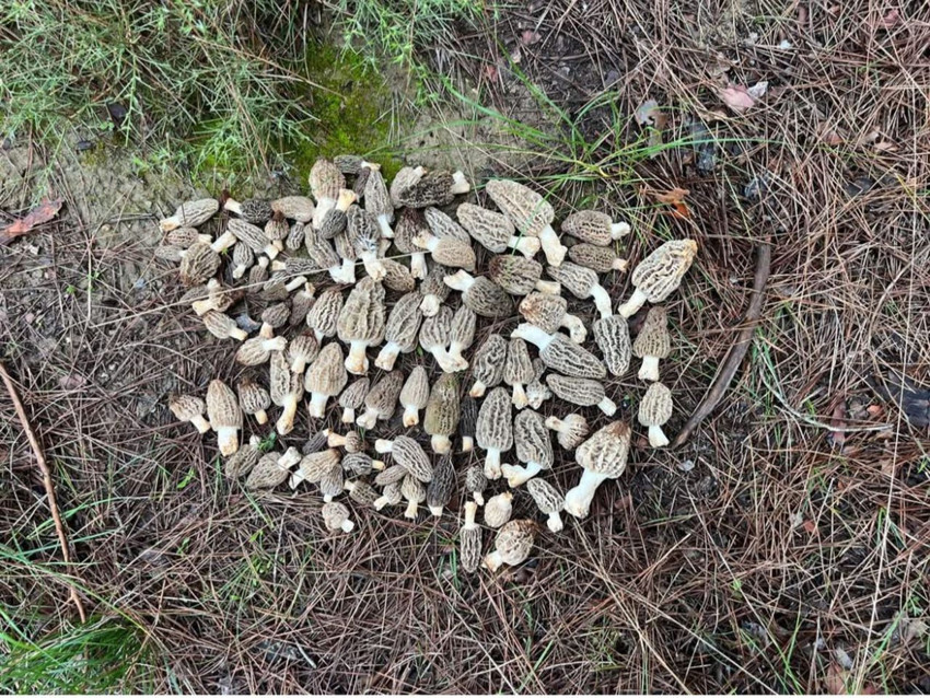 Doğada kendi kendine yetişiyor, tezgahta 1.500 TL'ye satılıyor! Faydaları say say bitmiyor! - Resim: 3