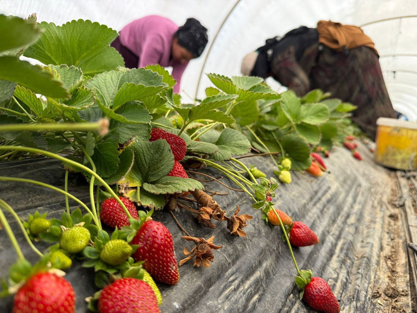 T&uuml;rkiye'nin kırmızı altınında t&uuml;ketici de &uuml;retici de isyanda! Tarlada 35 TL, markette 150 TL! - Resim: 1
